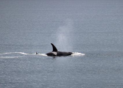 Orca-Killer Whale